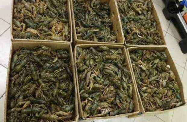 Астраханская полиция остановила машину с 214 кг живых раков без сопроводительных документов