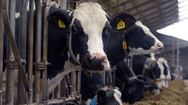 Изъять и уничтожить: сегодня в России коров проще отправить на убой, чем вылечить