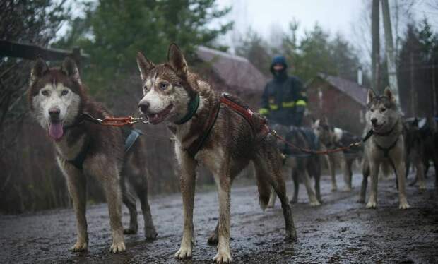 Хаси поедут в Хибины, но не все. Выбираю состав