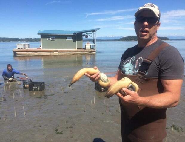 Гуидак (Geoduck). Морской двустворчатый моллюск, причем довольно крупный (до 1,5 кг). Если что, самый крупный роющий моллюск в мире, да и живет довольно долго: средняя продолжительность жизни — 146 лет вещи, животные, на что похоже, похожие, предметы, растения, факты, что это