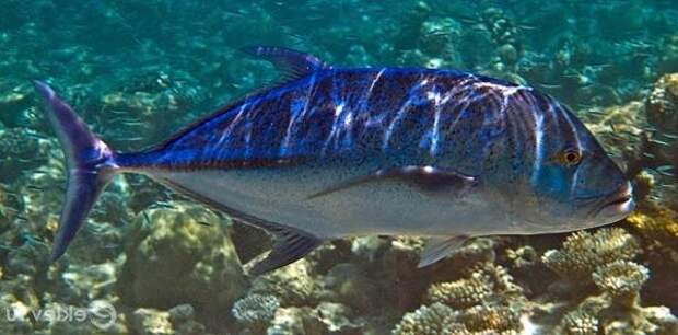 Каранкс-рыба-Описание-особенности-и-среда-обитания-рыбы-каранкс-12