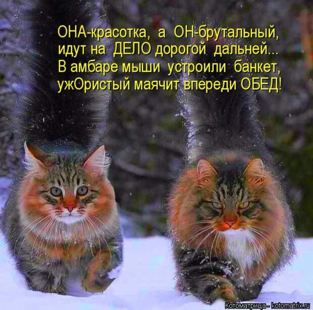 Лучшие котоматрицы недели (50 фото)