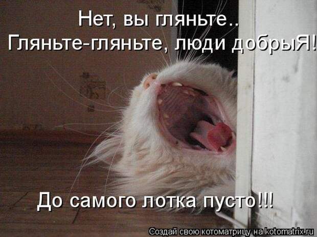 Лучшие котоматрицы недели (50 фото)