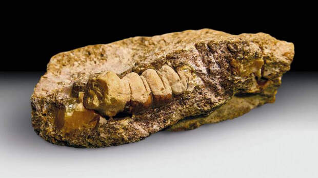 Слепок из глубокой древности: янтарь в форме древнего жука нашли под Калинградом