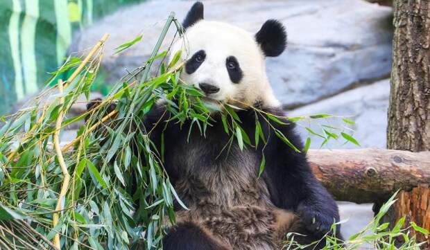 Участники «Миллиона призов» получат больше баллов за опекунство над животными