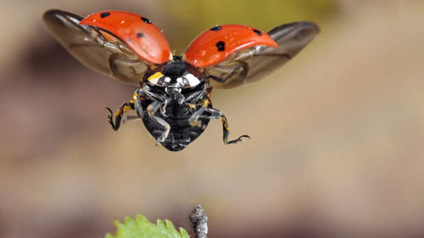 Суперхищники. Coccinellidae животные, факты