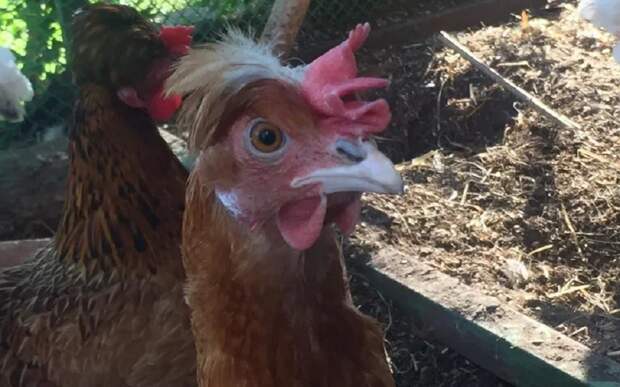 Хорь-серийник терроризировал семью в рязанской деревне