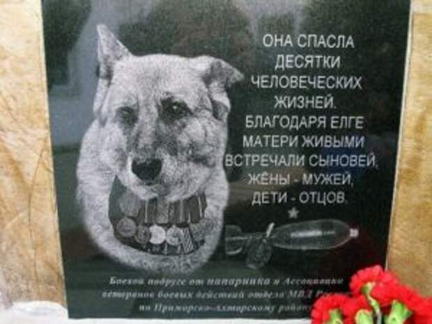 фото собака елга