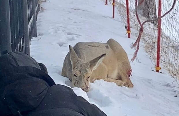 В Новосибирске спасенная волонтерами косуля умерла от инфаркта
