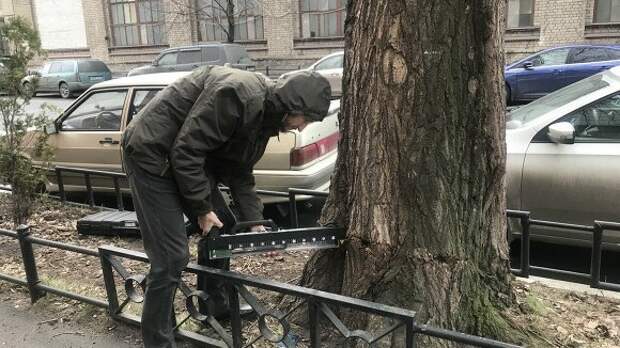 В Петербурге вырубят более 22 тысяч деревьев