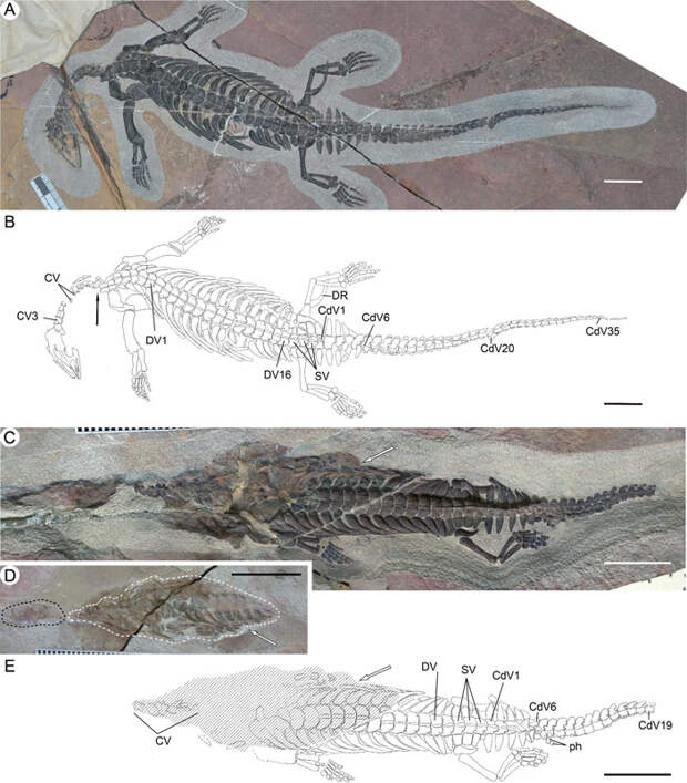 Два обнаруженных экземпляра чузавра (Chusaurus xiangensis)