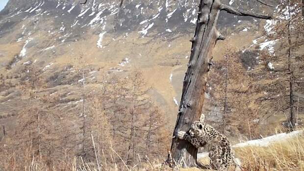 Снежный барс / Фото: wwf.ru