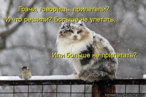 Лучшие котоматрицы недели (50 фото)