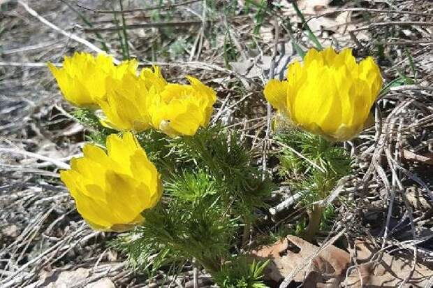 В заповеднике "Воронинский" началась подготовка к новому туристическому сезону