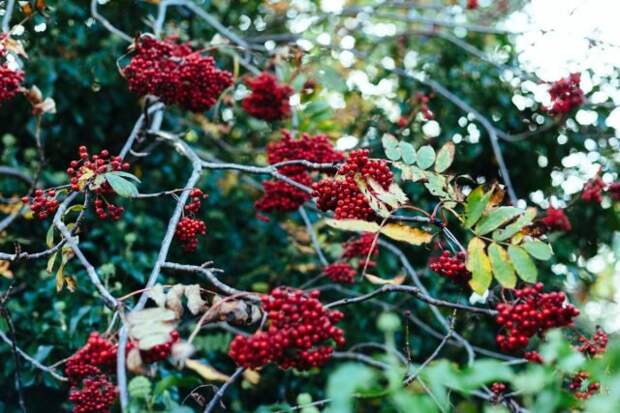 Обилие ягод на рябине пророчит дождливую осень и морозную, затяжную зиму. © Pexels  📷 