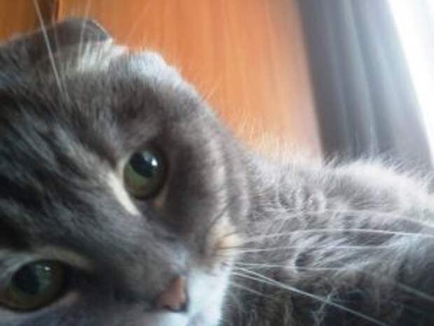 Весенний кот