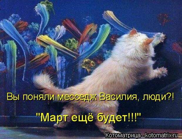 Лучшие котоматрицы недели (50 фото)