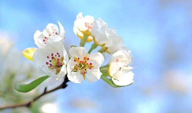 apple-blossoms-1368187_640.jpg