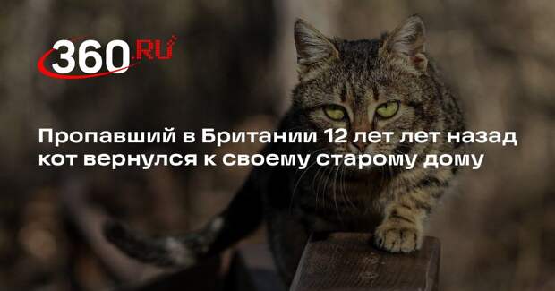 Пропавший в Британии 12 лет лет назад кот вернулся к своему старому дому