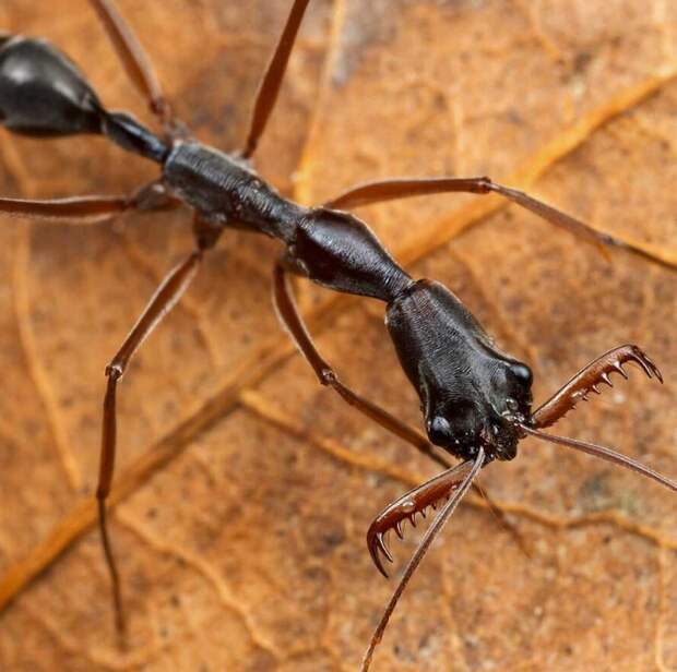 Как воюют муравьи-сорвиголовы