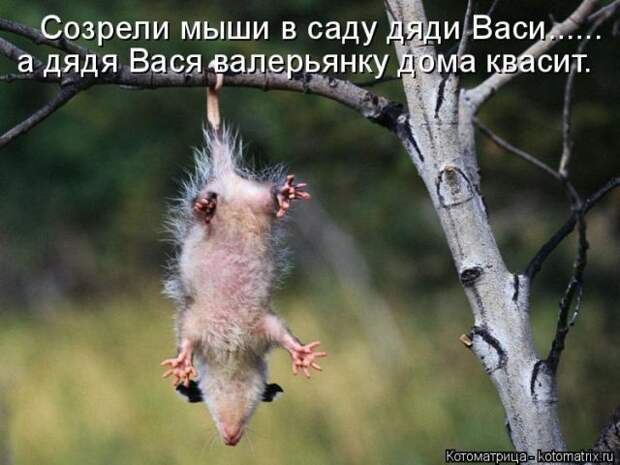 Лучшие котоматрицы недели (50 фото)