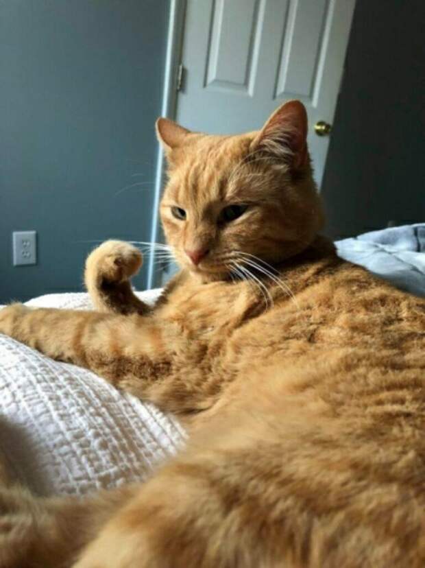 Субботний котопост коты, кошки, приколы с котами., смешные коты