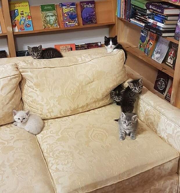Котята играют Котята на диване