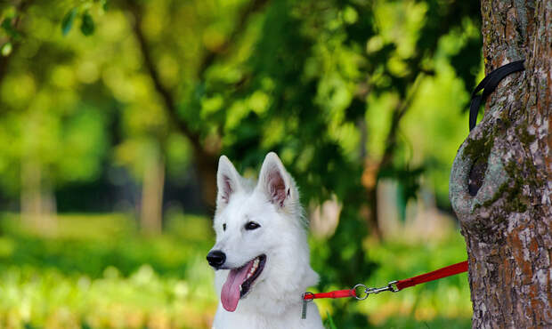 Aging Cell: при старении у собак меняется 40% малых молекул крови