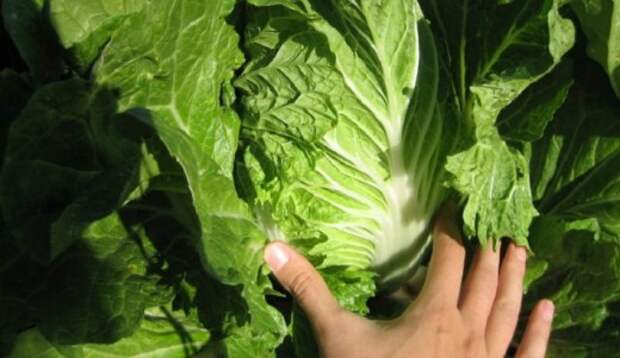 7 Продуктов Из Китая, Которые Нельзя Есть Даже Под Дулом Пистолета!