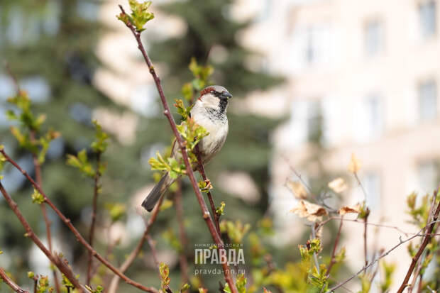 Сезон цветения в Нижнем Новгороде начнется позже из-за холодной весны