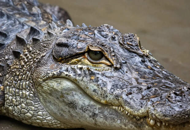 Жители Индии заключили мистический союз с крокодилами-убийцами