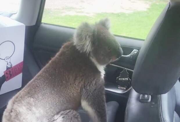 Оставив в машине работающий кондиционер, мужчина не ожидал, что тот привлечет любопытного зверька