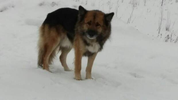 В Тобольске верный пёс уже более 11 лет ждет на трассе своего умершего хозяина.