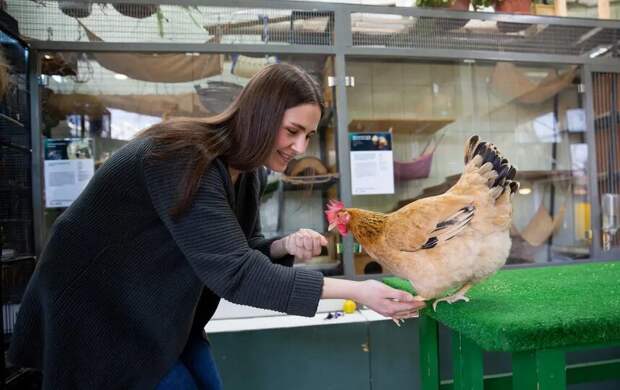 В Москве интеллектуальная курочка готова показать ум, но только за червячка