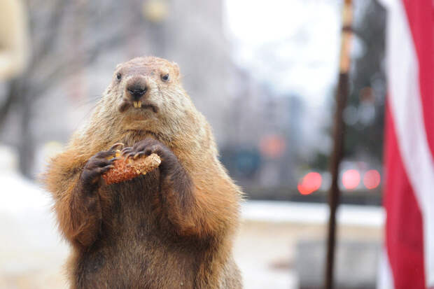 Сурок Фил из Пенсильвании предсказал долгую зиму