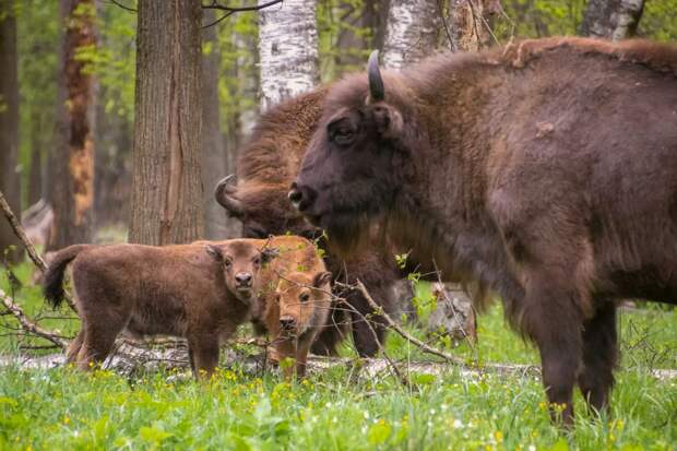 Фото: pt-zapovednik.ru