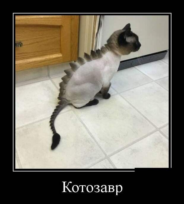 Демотиваторы от Водяной за 15 мая 2019 Каламбур, демотиваторы, животные, коты, юмор
