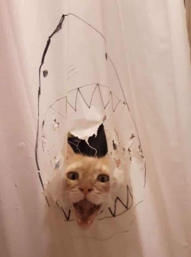 кошачьи шалости кот в ванной
