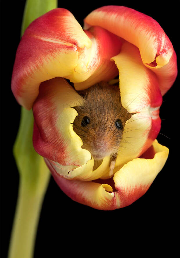 cute-harvest-mice-in-tulips-miles-herbert-16-5ad097a3c282c__700.jpg cute-harvest-mice-in-tulips-miles-herbert-16-5ad097a3c282c__700.jpg