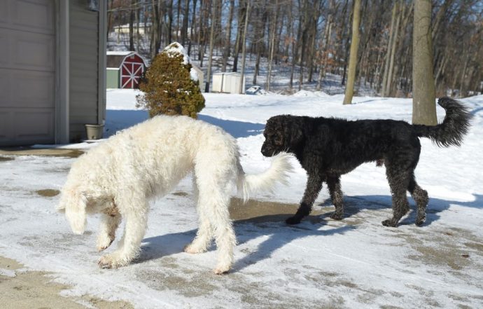 0c7_web_herodogs09.jpg