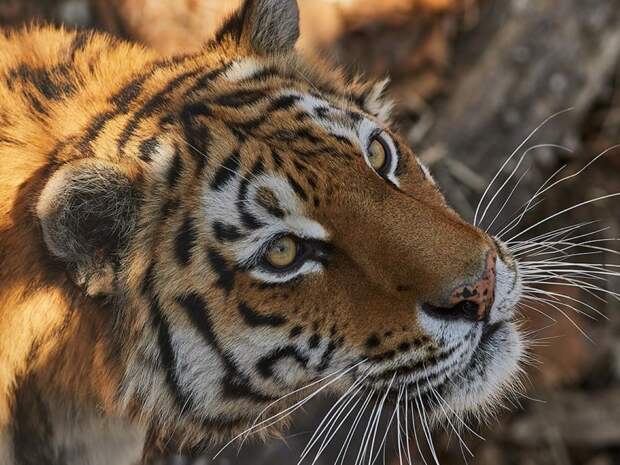 В Хабаровском крае за неделю произошло семь конфликтных ситуаций с животными