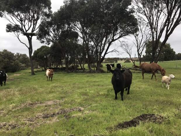 У австралийской семьи была своя ферма с овцами, коровами и лошадьми