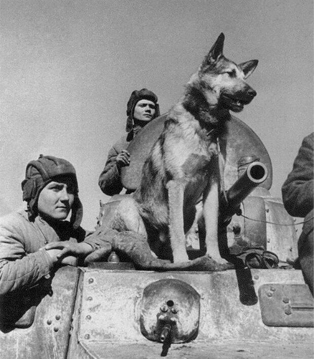 Пёс-миноискатель Джульбарс. Единственная собака, награжденная медалью «За боевые заслуги». Благодаря его отличному чутью было разминировано 7468 мин и более 150 снарядов.