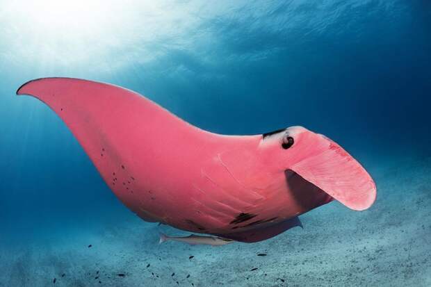 Гигантский розовый морской дьявол в Австралии