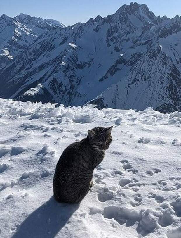 Кошка прибилась к альпинистам и преодолела высоту в 3 км, чтобы вернуться домой