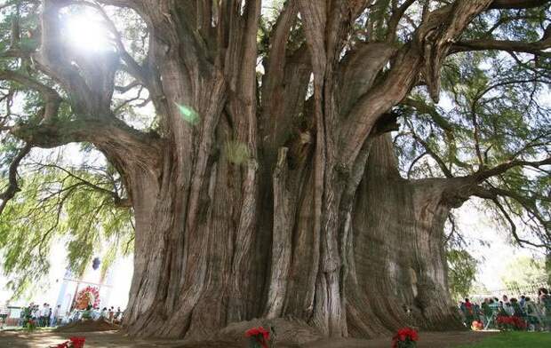 самые необычные деревья в мире, необычные деревья, фантастические деревья, удивительные деревья