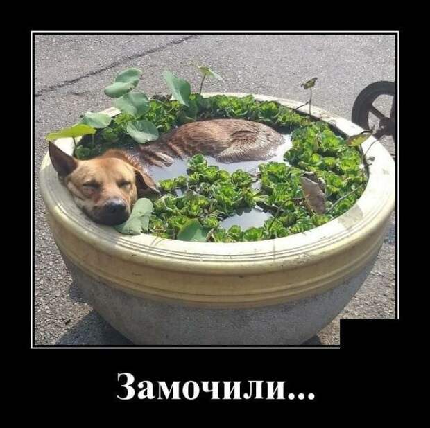 Демотиваторы от Водяной за 15 мая 2019 Каламбур, демотиваторы, животные, коты, юмор