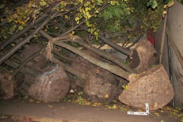 Двое мужчин выкорчевали в мичуринском лесничестве 63 дерева