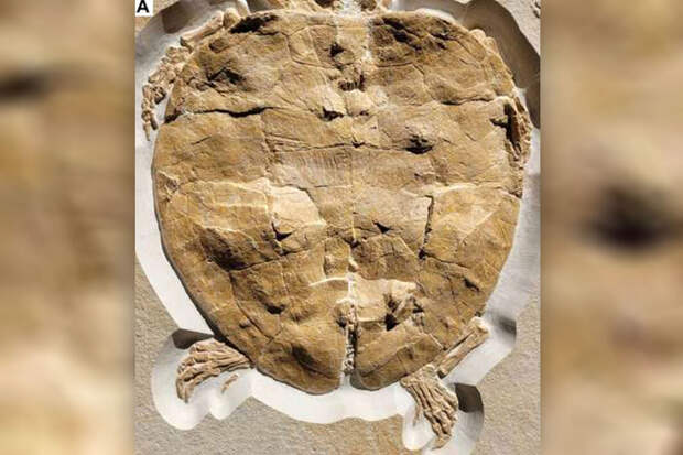 PEAPA: в Андах выкопали останки полутораметровых черепах возрастом 57 млн лет