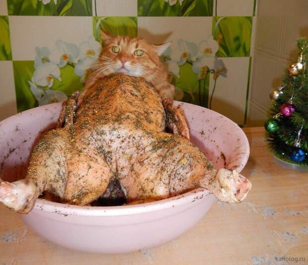 Ты ничего не видел! животные, кот, кошка, месть, прикол, смех, хулиган, юмор